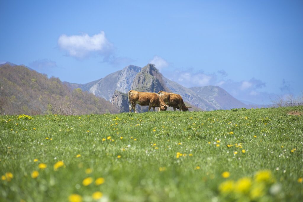productos naturales asturias